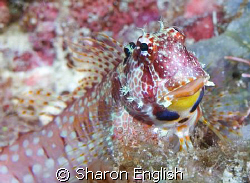 What's not to love about blennies? Colourful triple spot ... by Sharon English 